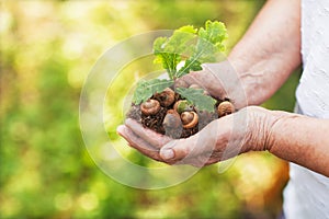 Hands of an old woman hold an oak sprout. Planet conservation safe