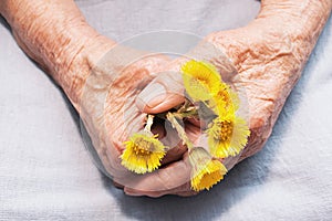 Hands of an old woman holding coltsfoot flowers. The concept of longevity. Seniors day.