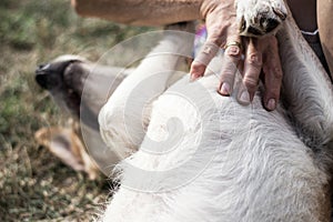 Hands of owner petting a dog