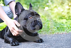 Hands of owner petting a dog. Owner caressing gently her french bulldog. Cute dog looks at someone lying on a treadmill