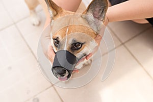 The hands of the owner put a muzzle on the dog