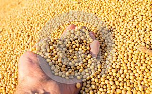 Hands of peasant holding soy beans