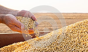 Hands of peasant holding soy beans