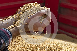 Hands of peasant holding soy beans