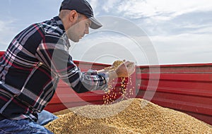 Hands of peasant holding soy beans