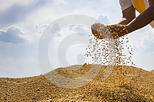 Hands of peasant holding soy beans photo
