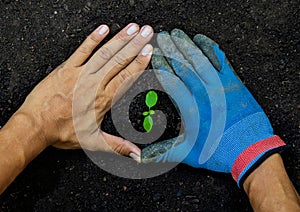 hands of people and farmers wearing blue glovg in soil.The concept of helping to protect trees