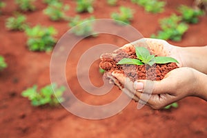 Hands of people holding soil and young plant. Ecology and growing plant concept