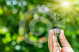 The hands of people who are planting trees on coins and a natural green background.