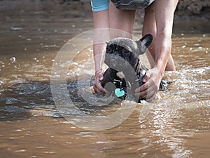 Hands person bathe the dog in the lake. The dog is unhappy, in the water droplets photo