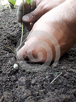 the hands of a person in contact with the earth are observed when placing a small plant in the garden