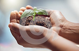 Hands, person and holding plants for earth day, future sustainability or climate change. Closeup of leaf growth in soil