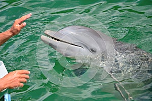 Hands of a person touching a dolphin.