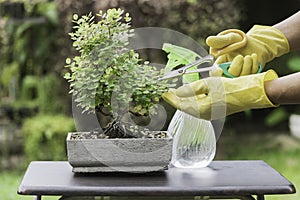 Hands of person using scissors to cut the leaves and branches of a bonsai tree placed on a table