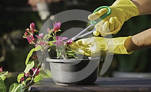 Hands of person using scissors to cut the leaves and branches of a bonsai tree placed on a table