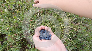 Hands Picking Blueberries