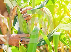 Hands picking corn from plant