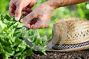 Hands picking green fresh lettuce plant with straw hat in vegetable garden close up on the soil