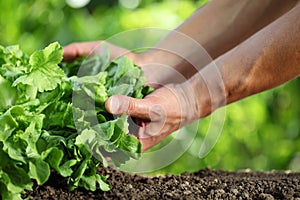 Hands picking green fresh lettuce plant in vegetable garden, close up on the soil