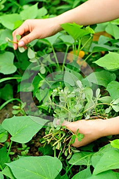 Hands picking herb at garden