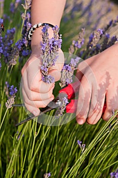 Lavander flowers picking