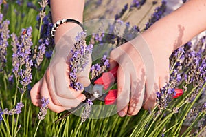 Lavender flowers picking