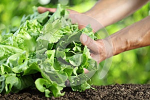 Manos cosecha ensalada planta en verdura jardín de cerca 