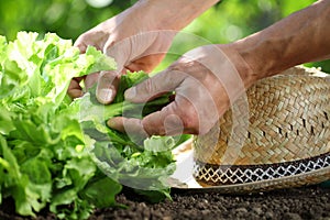 Hands picking lettuce with straw hat in vegetable garden, close