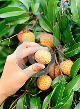 Hands picking litchi fruits on tree