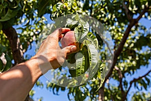 Hands picking peach fruits, orchard tree