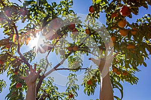 Hands picking peach fruits, orchard tree