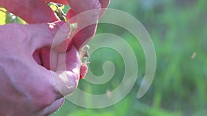 Hands picking ripe raspberries from branch of raspberry bush.