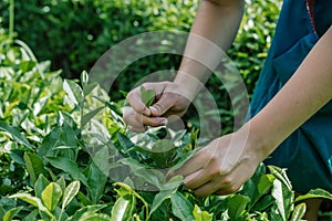 Hands Picking Tae Leaves