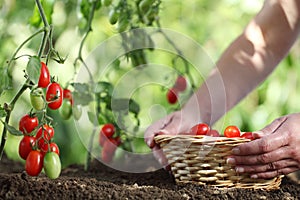 Hands picking tomatoes from plant to vegetable garden