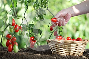 Hands picking tomatoes from plant to vegetable garden,