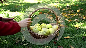 Hands picking up yellow fresh apples from grass into the basket in fall season