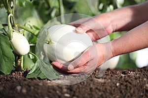 hands picking white eggplant from the plant in vegetable garden, close up