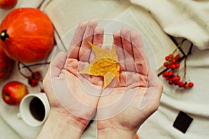 Hands with pine yellow mapleleaf on the background of an autumn still life of a cup of tea pumpkins apples and yellow leaves.