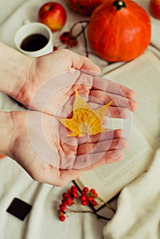 Hands with pine yellow mapleleaf on the background of an autumn still life of a cup of tea pumpkins apples and yellow leaves.