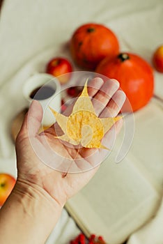 Hands with pine yellow mapleleaf on the background of an autumn still life of a cup of tea pumpkins apples and yellow leaves.