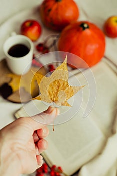 Hands with pine yellow mapleleaf on the background of an autumn still life of a cup of tea pumpkins apples and yellow leaves.