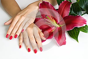 Hands with pink manicure and lily