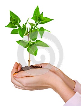 Hands and plant