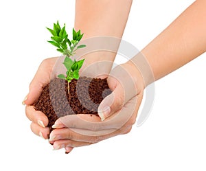 Hands and plant