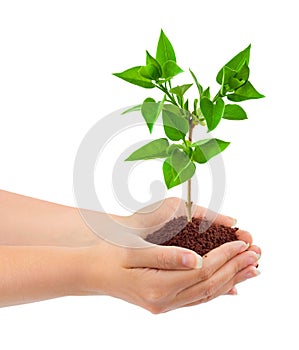 Hands and plant