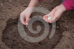 Hands Plant Seed Of Squash On Ground In Garden.