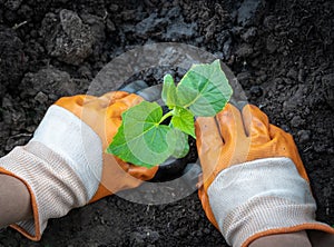 Hands planting a cucumber seedling in the soil