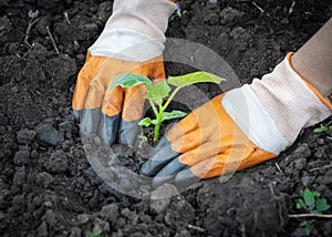 Hands planting a cucumber seedling in the soil