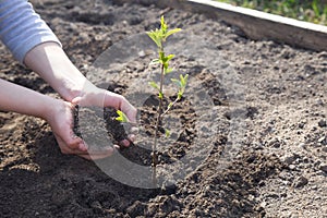 Hands are planting green tree sapling in a soil