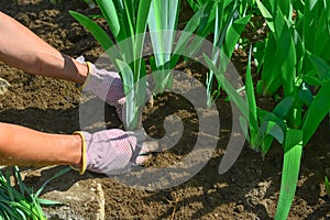 Hands planting iris flower plants